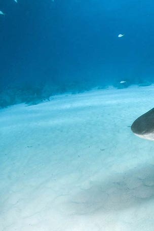 Fisherman smashes record with 'truly special' shark?