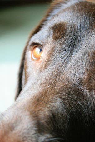 Why did puppy dog eyes evolve?