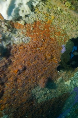 Deadly shipwreck discovered