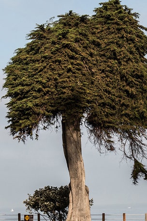 'Lorax' tree mysteriously falls