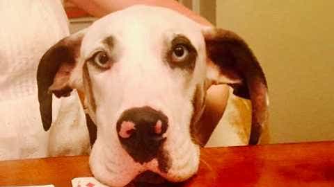 Paul Batura: Don't dismiss 'puppy eyes' -- They've got a lot to teach us about effective communication