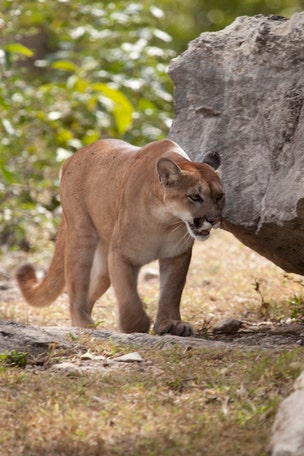 Wildlife dept: Hunter did everything right