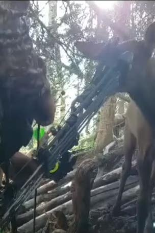 AMAZING video shows elk chew hunter's bow
