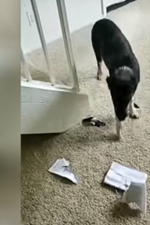 Dog shocks owner with destruction
