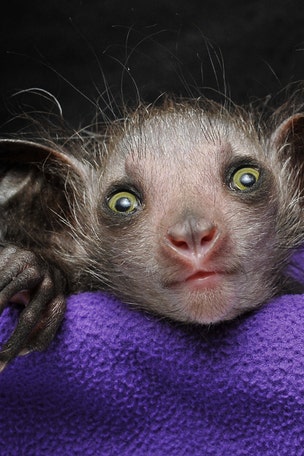 'Omen of evil' primates have THIS crazy feature
