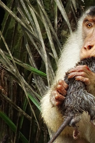 Greedy killer monkey found