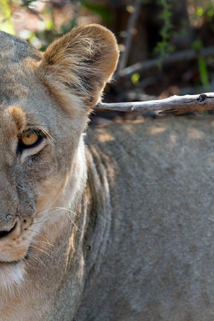Animals' same-sex behavior was HARDWIRED early?