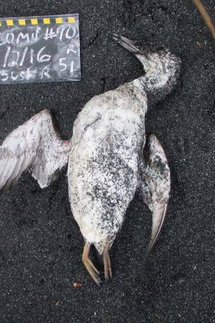 1 million seabirds died from THIS