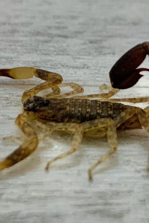 Family finds venomous surprise lurking in home