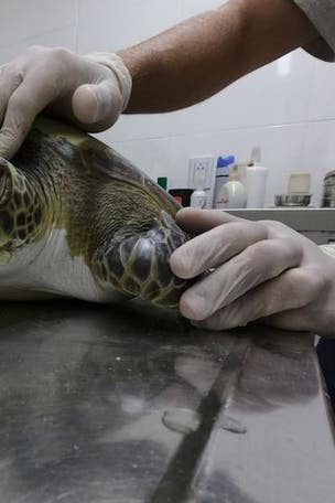 Green turtle poops out WHAT?