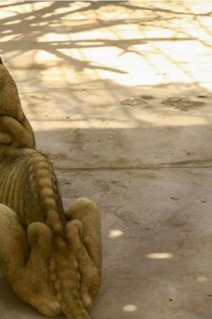 Can these lions be SAVED?