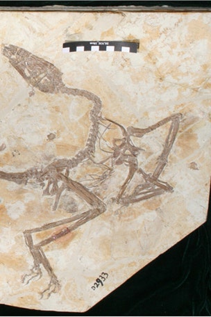 New dinosaur sounds FRIGHTENING
