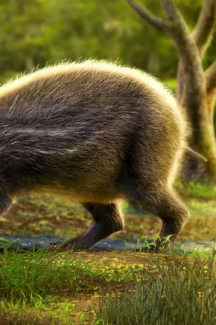 Human-sized rat found WHERE?