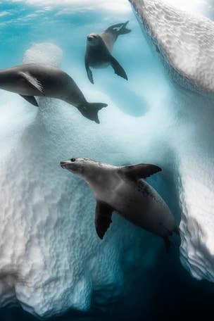 REVEALED: Epic seal 'ballet' under Antarctic iceberg
