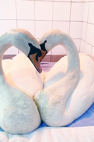 TRUE LOVE: Swans bow their heads to form heart