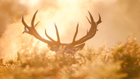 Wisconsin hunter makes possible record-breaking buck discovery