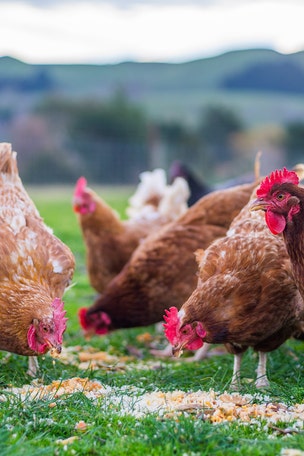North Carolina farmers to euthanize 1.5M chickens