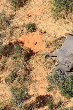 Elephant deaths STUN experts