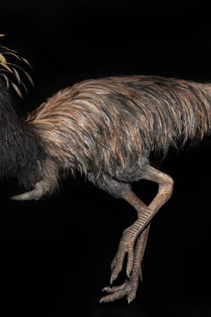 Bizarre dinosaur has WHAT?