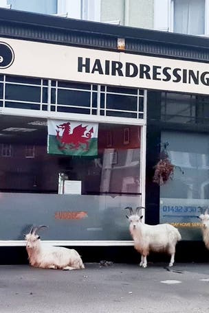 Goats spotted outside BARBER