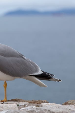 McDonald's customer BITES seagull