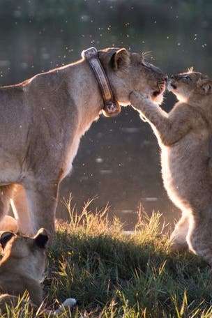 SEE IT: Lion cub kisses mom!