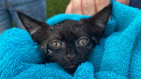 Kitten rescued from storm drain as Tropical Storm Fay soaked New York