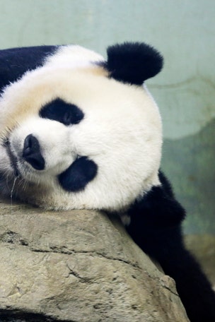 Giant panda gives BIRTH to 'precious' cub