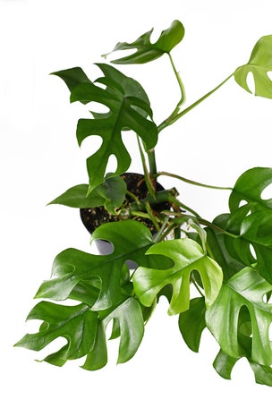 Buyer spends THOUSANDS on houseplant