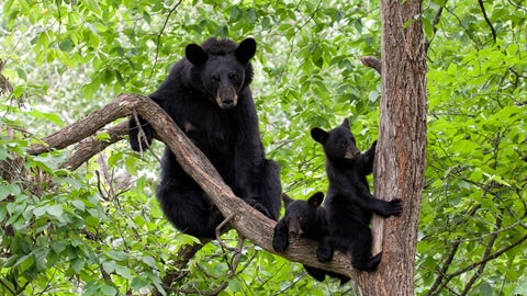 Bear family enters occupied Vermont Airbnb