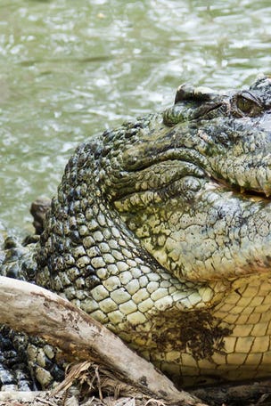 WATCH: 13-foot CROC won't leave man alone