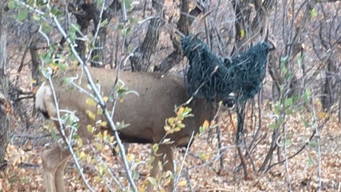 Wildlife officers free Colorado buck with antlers tangled in hammock