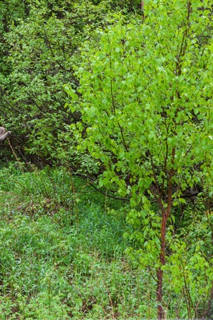 'Spirit' moose killing causes 'outrage'