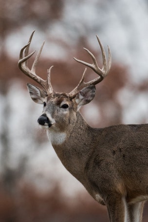 9-year-old bags HUGE buck