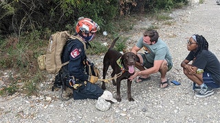 Dog 'miraculously' survives plunge off 70-foot cliff in Texas