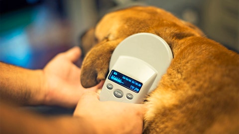 Seven years astray: Missing dog reunited with owner thanks to microchip