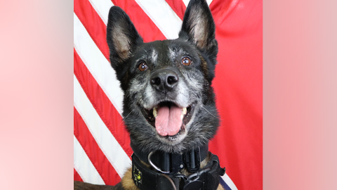 K9 shot three times in Tennessee, undergoes emergency surgery