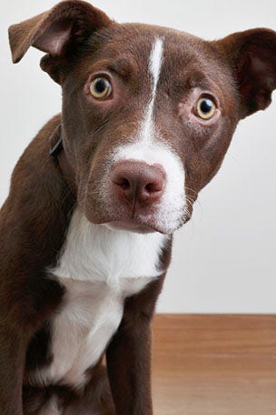 Can you guess the top trend for DOG names in 2020?