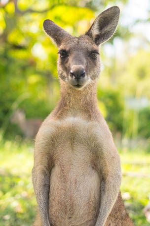 Kangaroo ATTACKS jogger over THIS