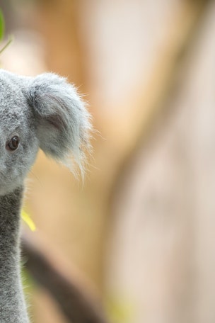 SEE IT: Family finds KOALA living in Xmas tree