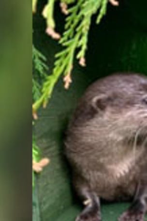 Otters find love on otter-only dating app