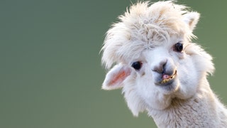 Llama caught eating holiday wreath at zoo, gets put on 'naughty list'