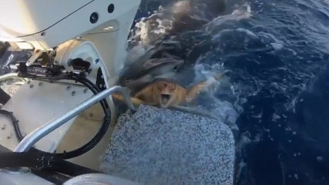 Fishermen rescue sea turtle from jaws of tiger shark, wild video shows