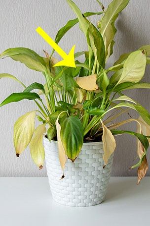 THIS is why your plant is yellowing