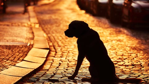 Portland pet group offers cooling vests to dogs during historic heat wave