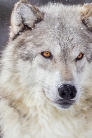 Hunters in Wisconsin harvest WAY TOO MANY