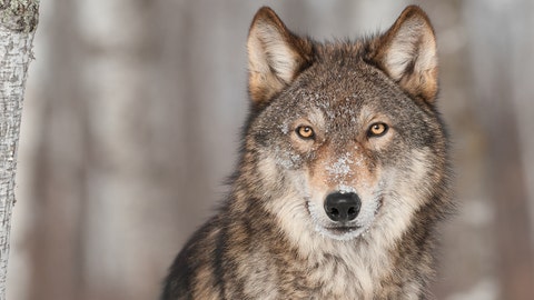 Pup births hopeful sign for wolves in Isle Royale, Michigan: scientists