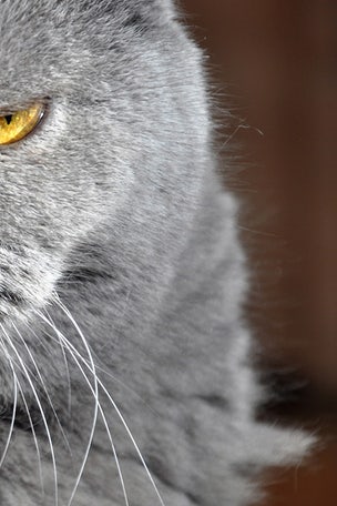 Cat ATTACKS pilot, forces plane to divert