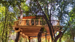 Homeowner told to take down popular treehouse Airbnb because it's not on his property
