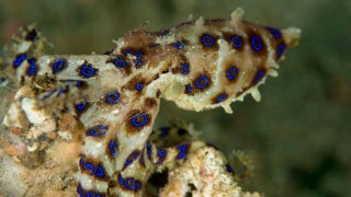 Woman vacationing in Bali thought she was playing with an adorable octopus. Turns out, it was far from that